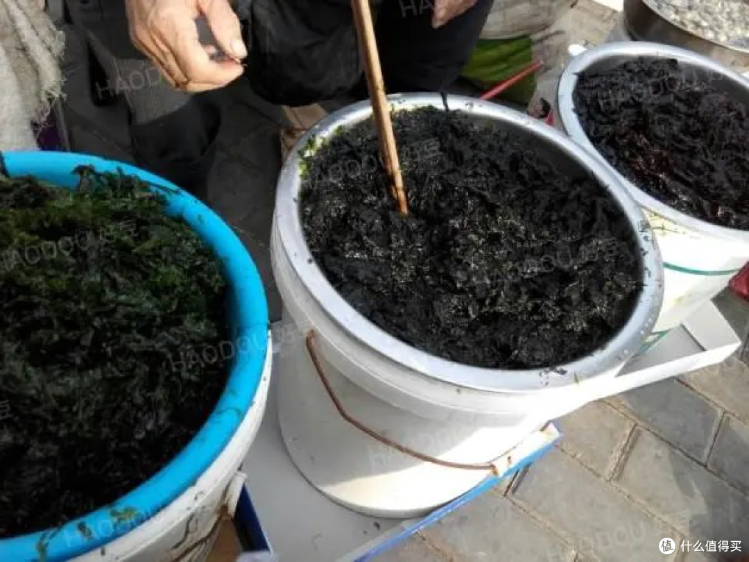 海味美食推荐！下锅烂、海麻线、绿菜，你吃过哪个？