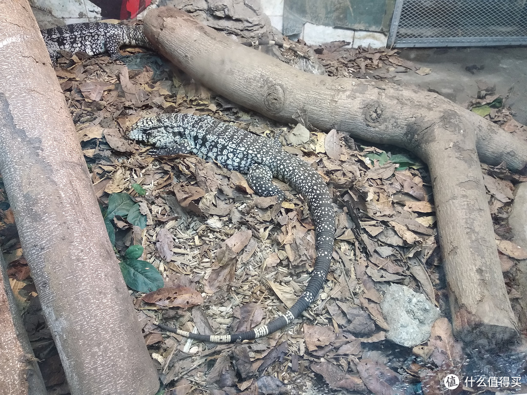 保护色不对，在广州，蜥蜴也不需要冬眠吧