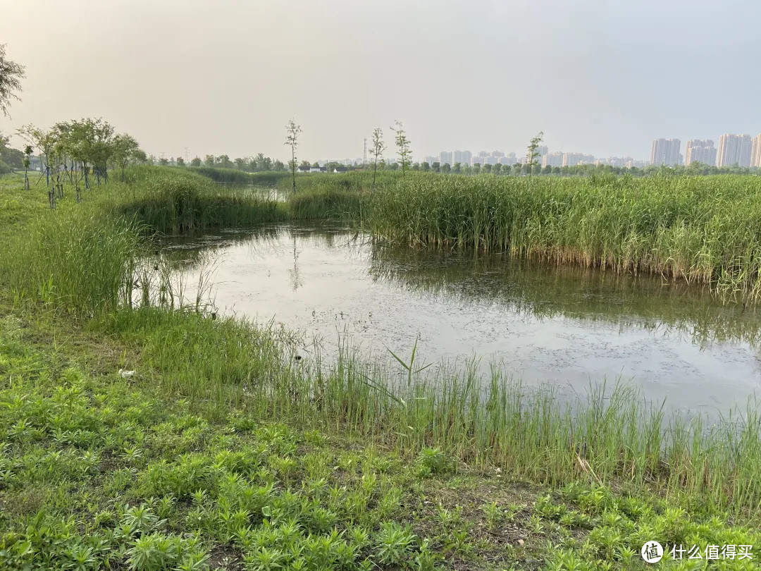 今天是“世界湿地日”，一起赏魔都湿地风光吧