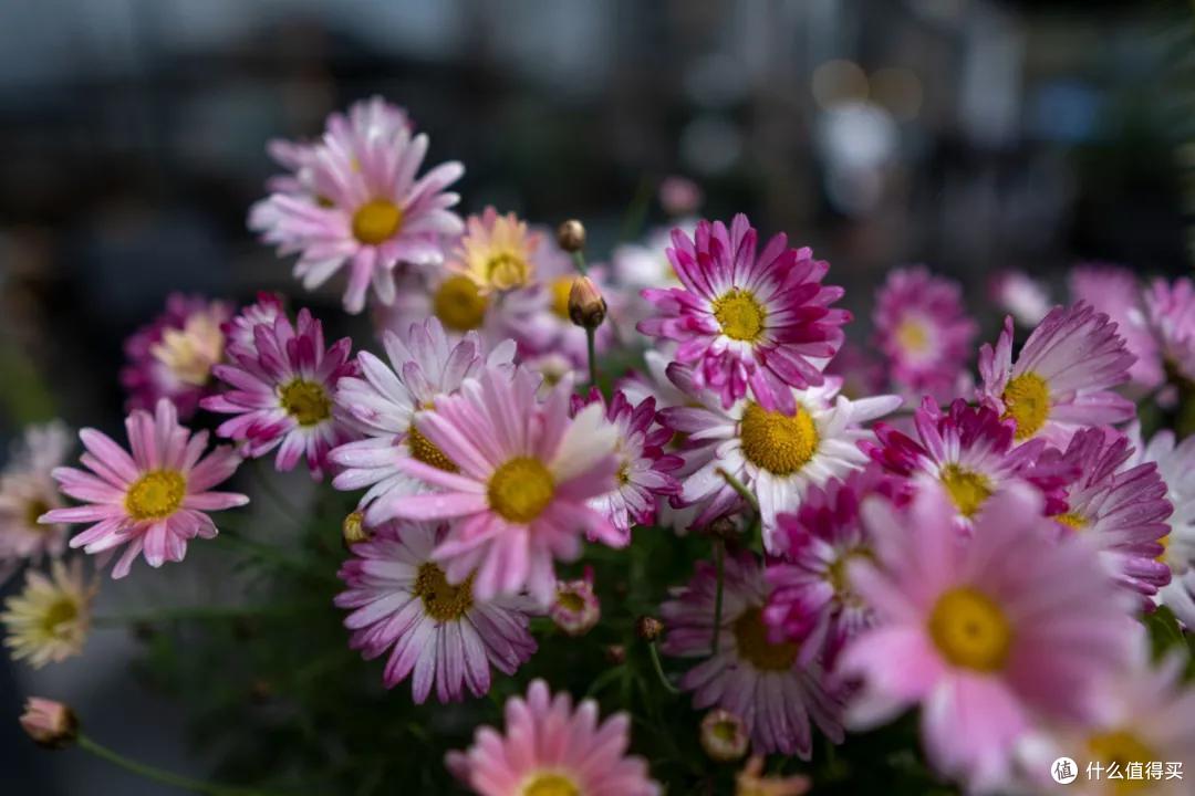千呼万唤,适马APS-C三剑客X卡口版本终于来了!速观16mm F1.4测评