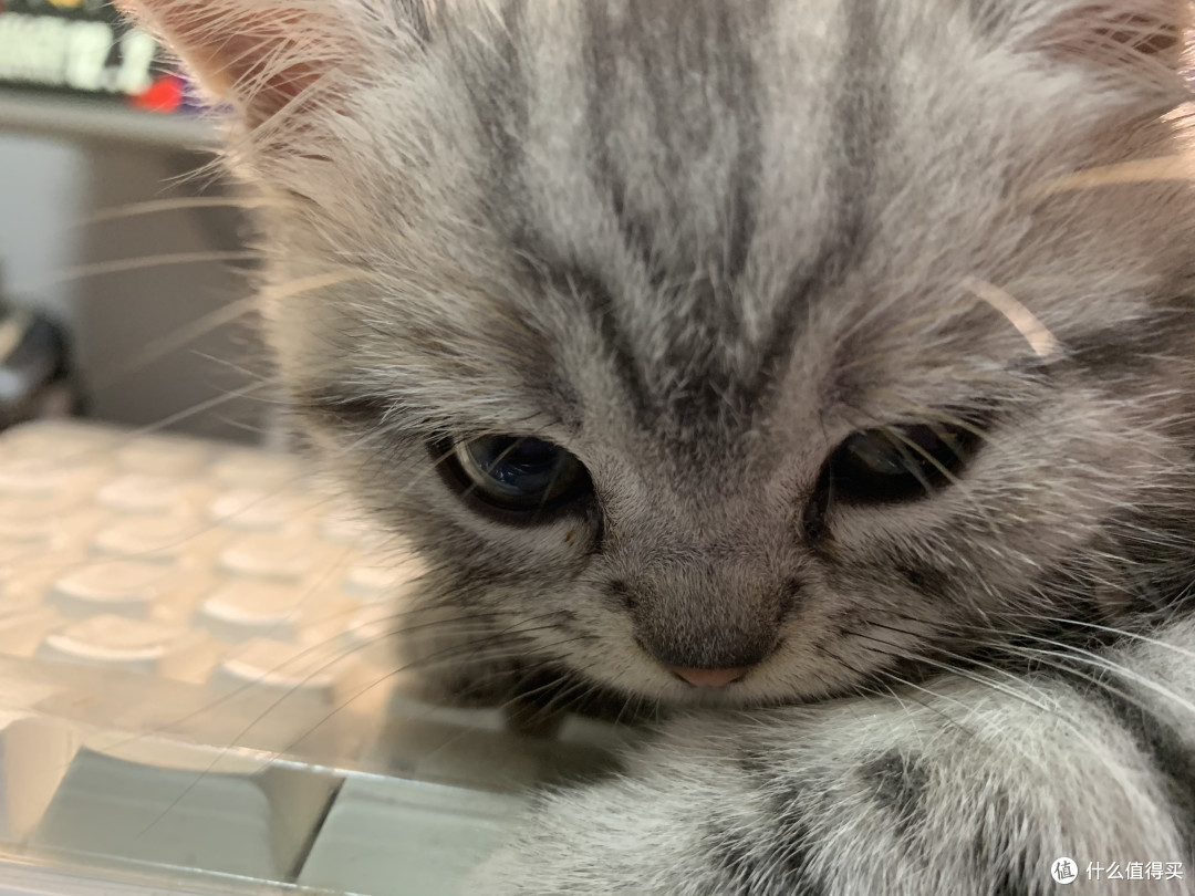 有谁能拒绝如此可爱的小猫咪呢？