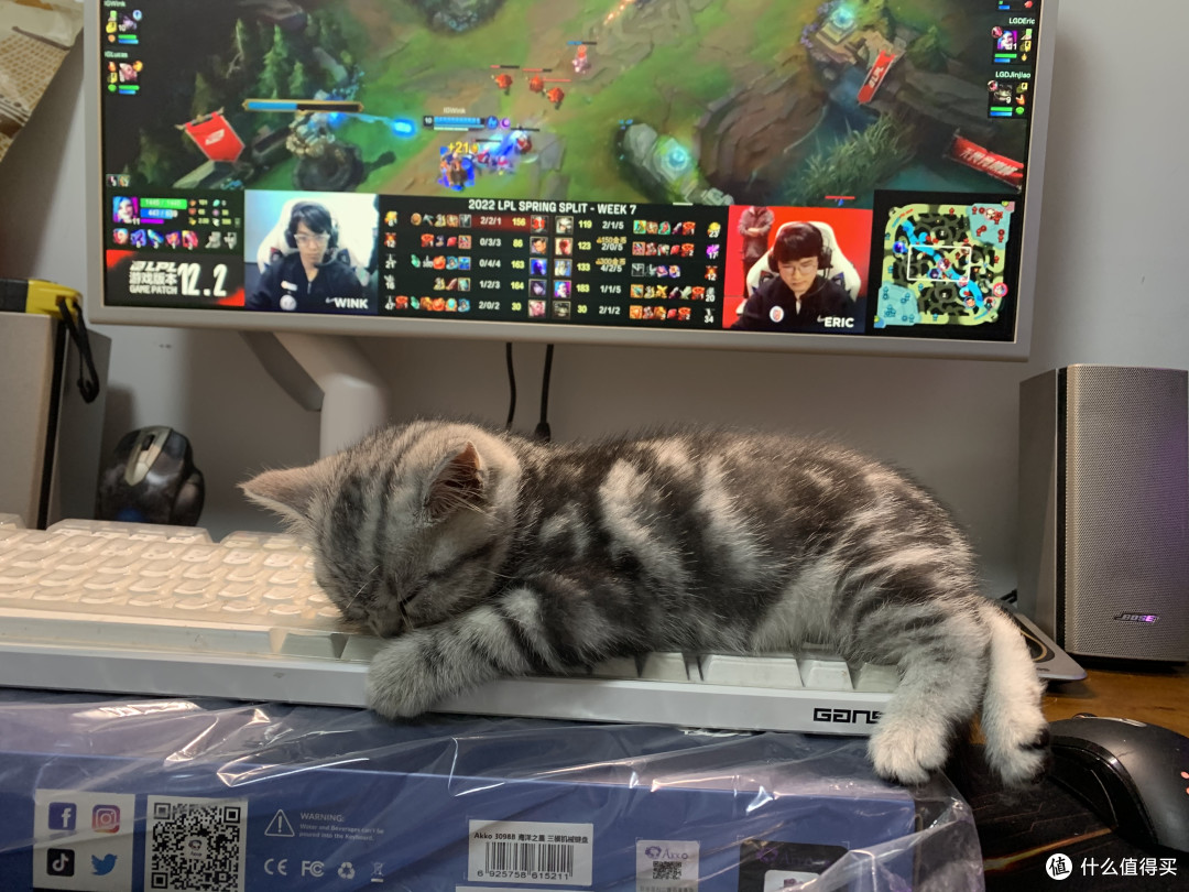 有谁能拒绝如此可爱的小猫咪呢？