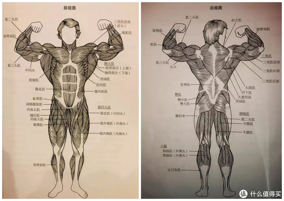 重新开始，第一阶段，0基础锻炼，从吃到动，我们一起努力