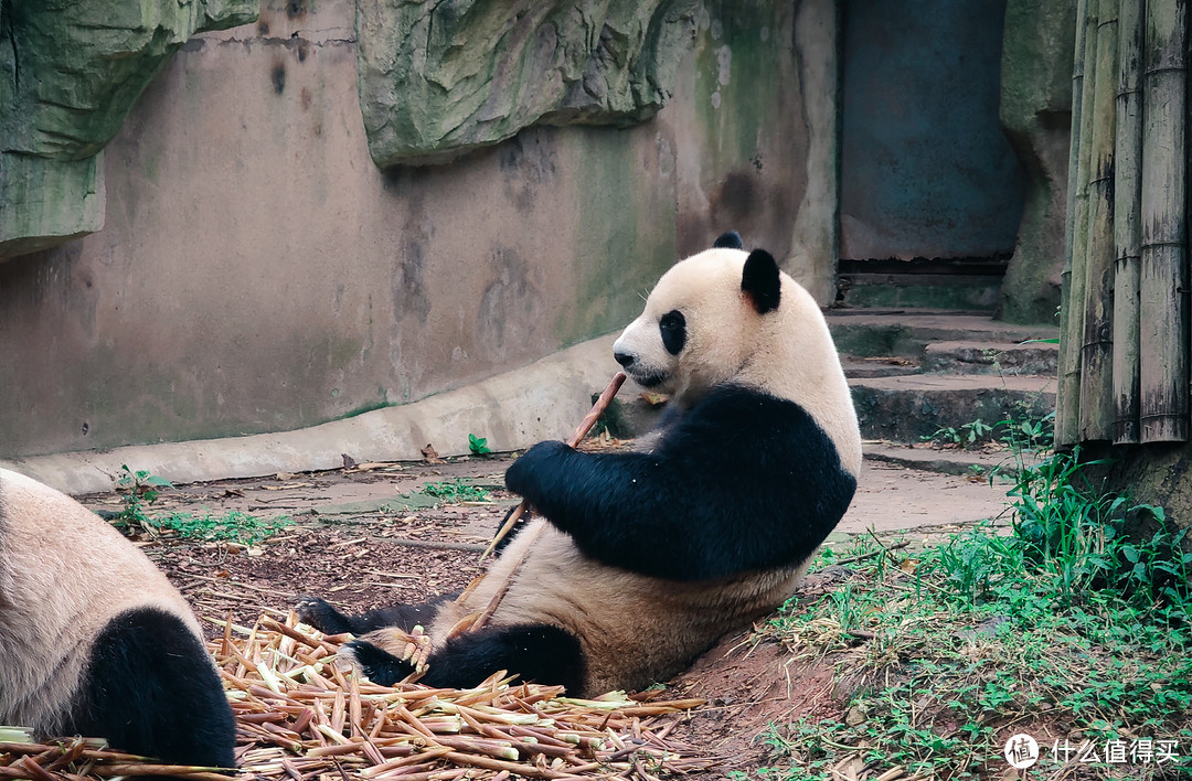 熊猫恰饭图 3