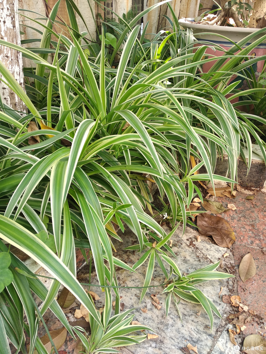 种在花圃里面