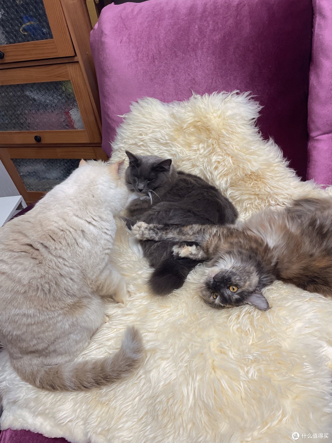 贝适安、小佩和catlink自动猫砂盆使用感受(小佩有便宜购方法哦)