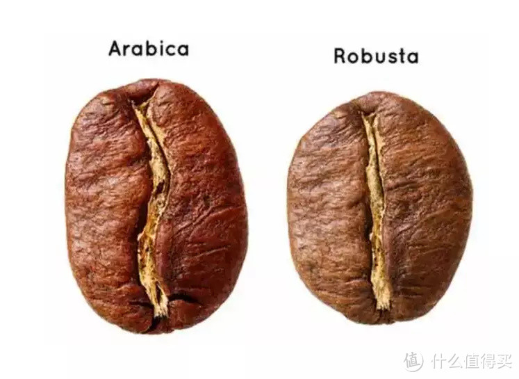 大家都知道“阿拉比卡”咖啡豆，那精品“罗布斯塔”喝过么？
