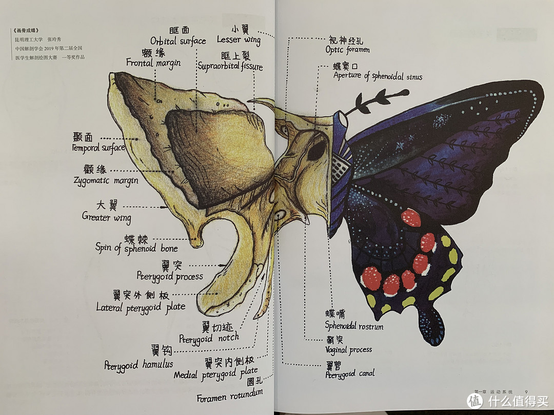 蝴蝶身体结构图详细图片