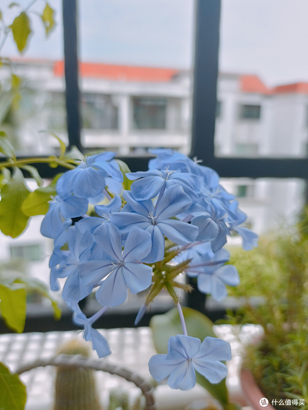 蓝雪花|如果幸福有颜色，我希望是蓝色和绿色