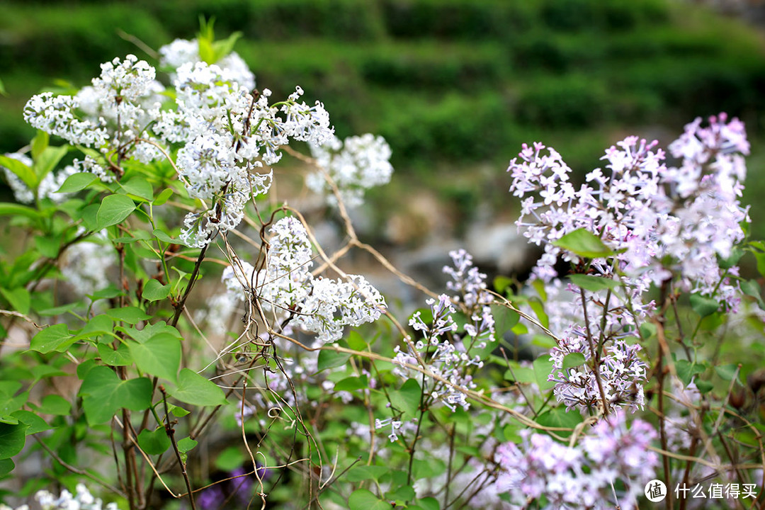 春暖花开，带着人文镜头35定焦在紫竹院的随拍体验