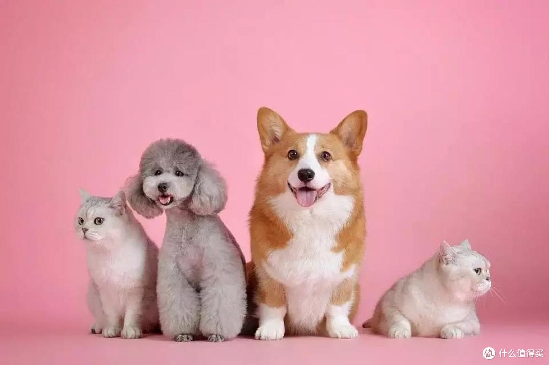 猫狗不停,除了猫狗,这些小可爱,你家的娃都养过了吗?