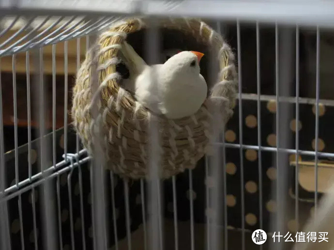 猫狗不停,除了猫狗,这些小可爱,你家的娃都养过了吗?
