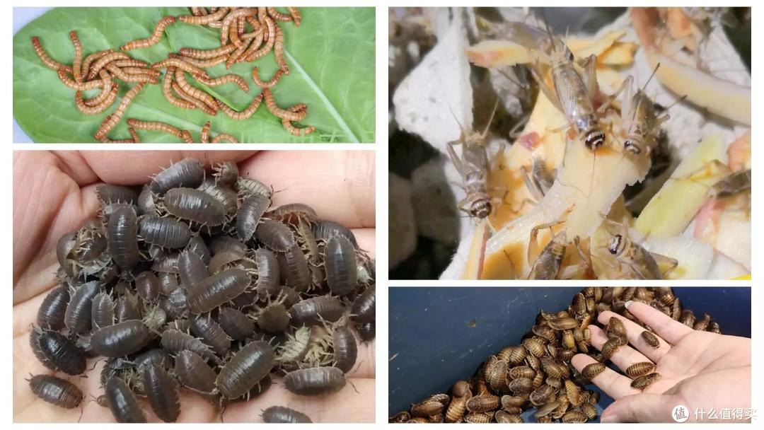 猫狗不停,除了猫狗,这些小可爱,你家的娃都养过了吗?