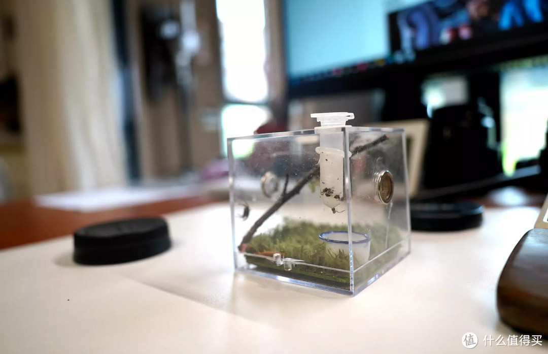 萌宠日记篇四猫狗不停除了猫狗这些小可爱你家的娃都养过了吗