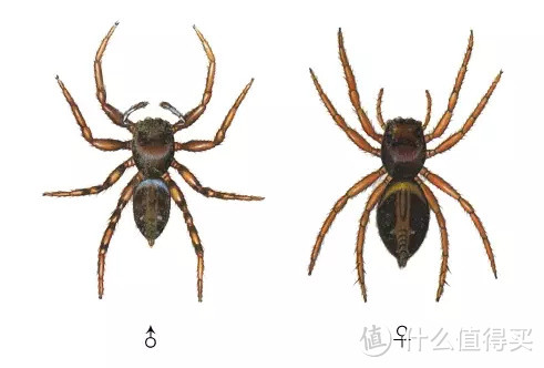 猫狗不停,除了猫狗,这些小可爱,你家的娃都养过了吗?