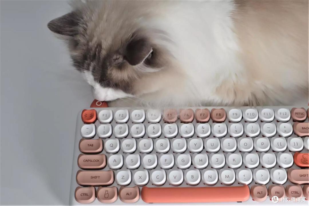 520送一把可爱猫咪键盘——iQunix M80