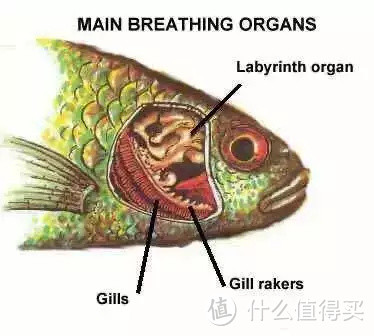 我的水族经验谈，带你走入色彩斑斓的斗鱼世界