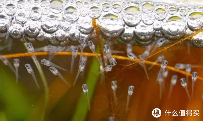 我的水族经验谈，带你走入色彩斑斓的斗鱼世界