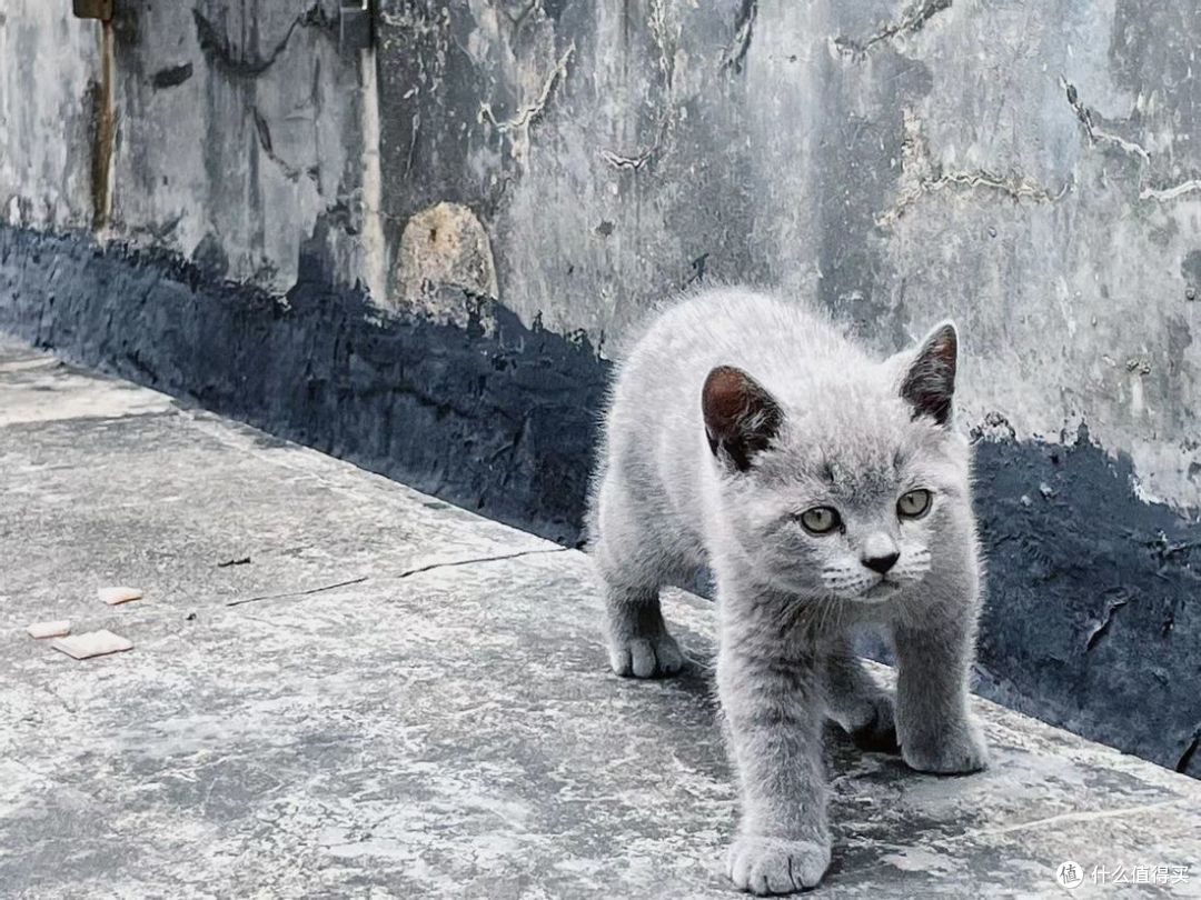 养猫到底一个月需要多少钱?