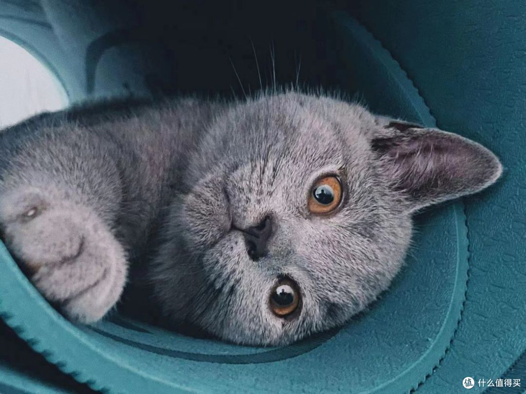 养猫到底一个月需要多少钱?