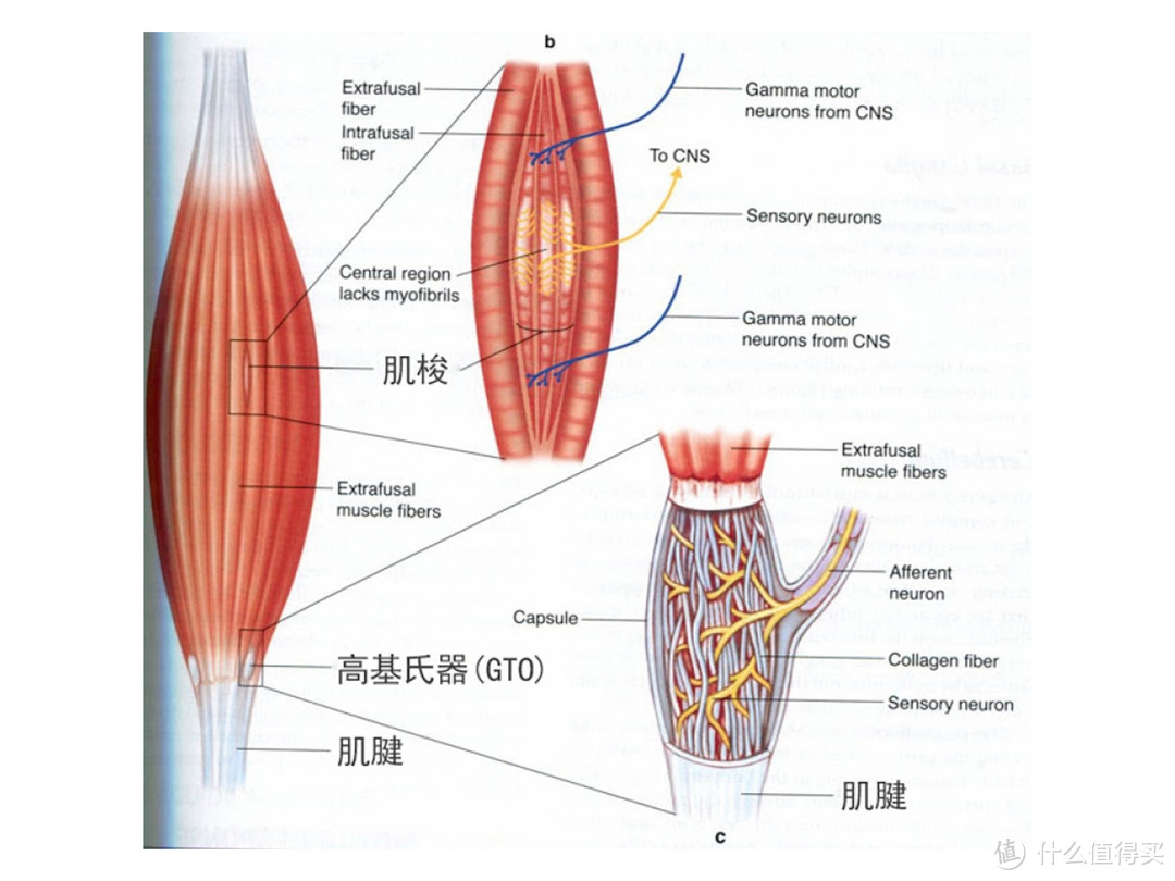 奥佳华 X9 未来元气舱分享，愉快生活不止杯里的枸杞，还有客厅的按摩椅