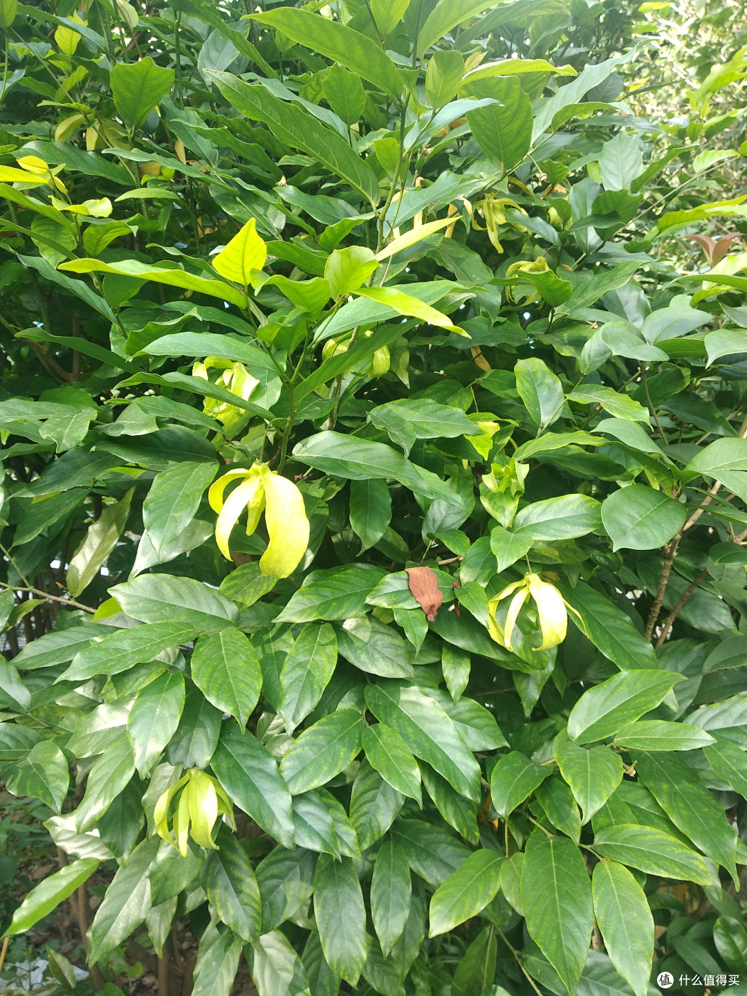 但除了怕冷之外,根本是养不死,家里的两三棵鹰爪花已经养成了鹰爪树了