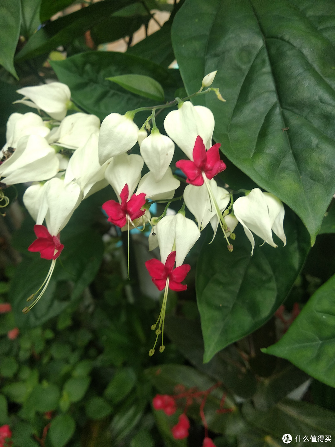 晒一下春日里面院子里面的花花草草--杂花篇2