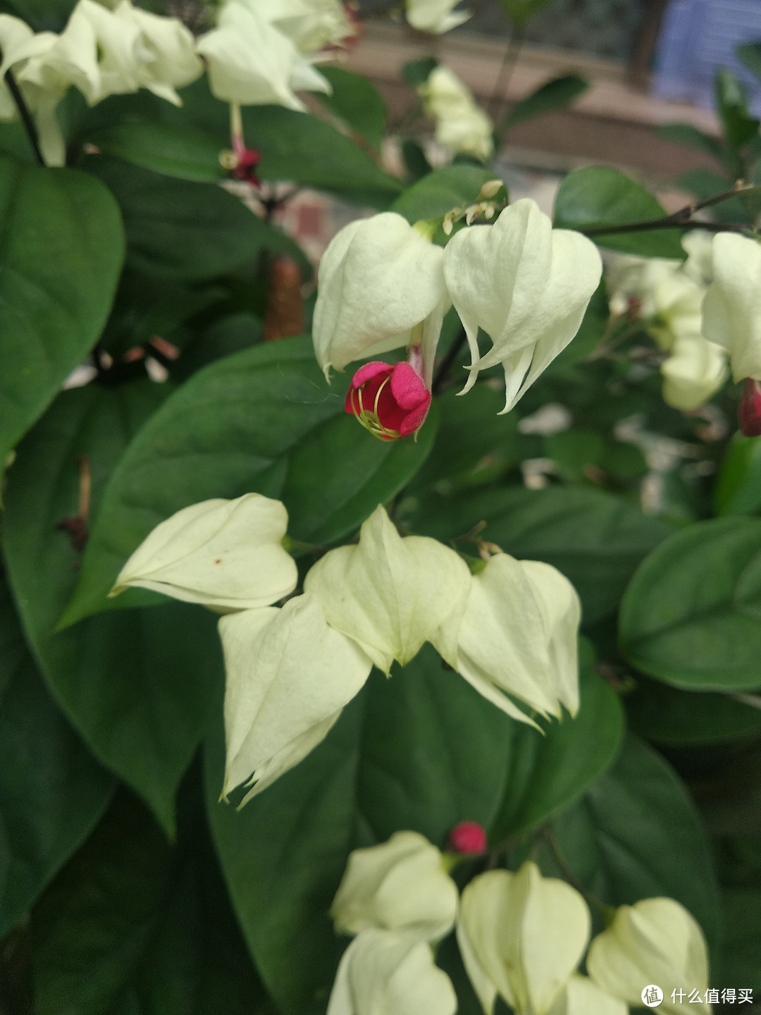 晒一下春日里面院子里面的花花草草--杂花篇2