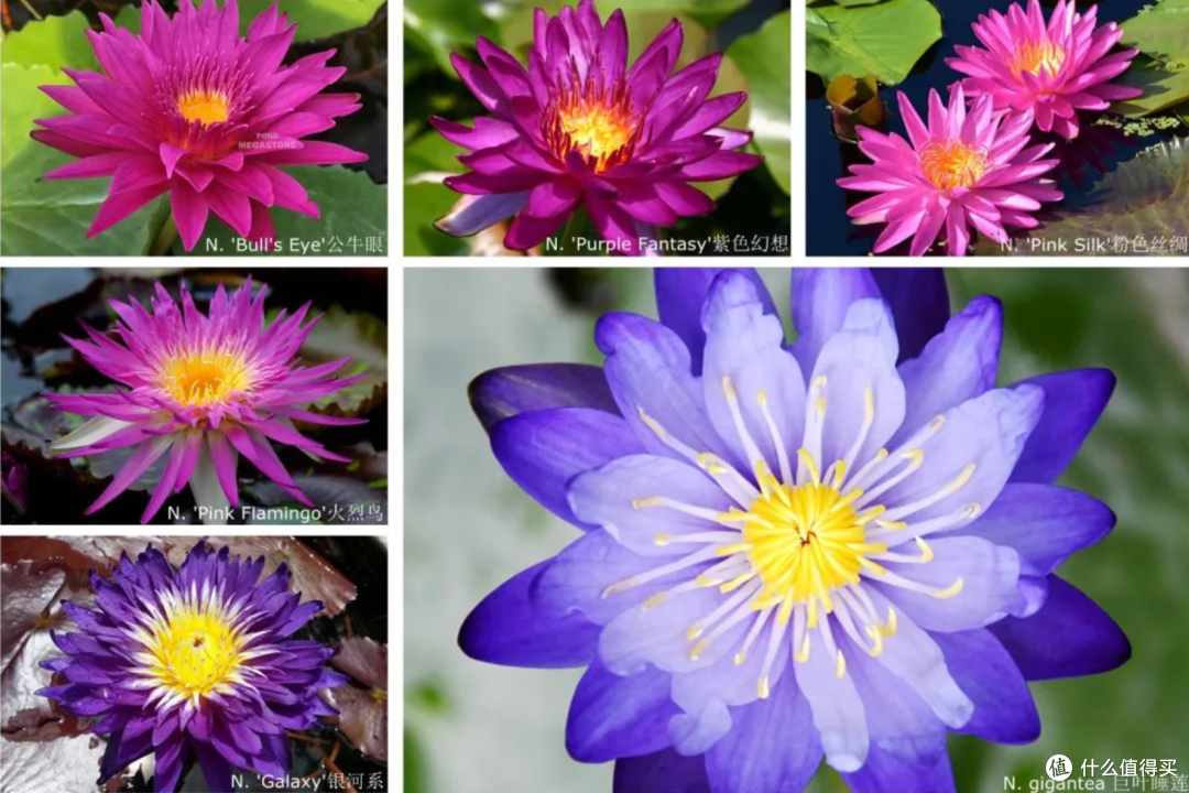 从早逛到晚上10点还不想走的园子,全国估计就这一个_国内旅游_什么