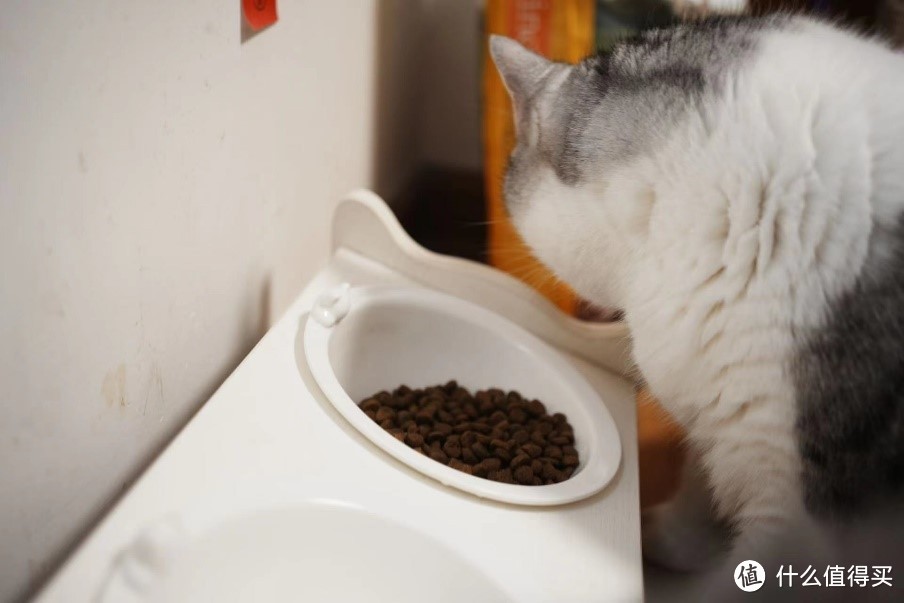 618囤粮篇：居家小猫咪也要健康饮食，走地鸡恰起来