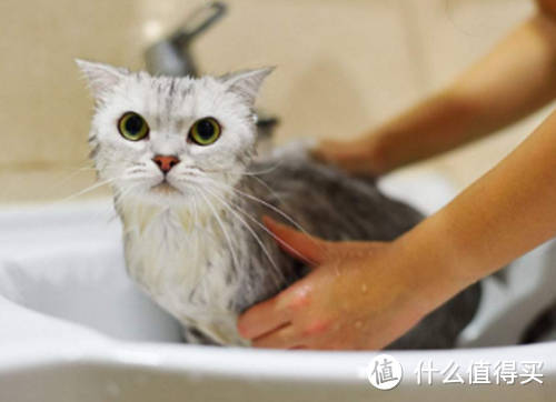 给猫咪洗澡的正确姿势你知道吗