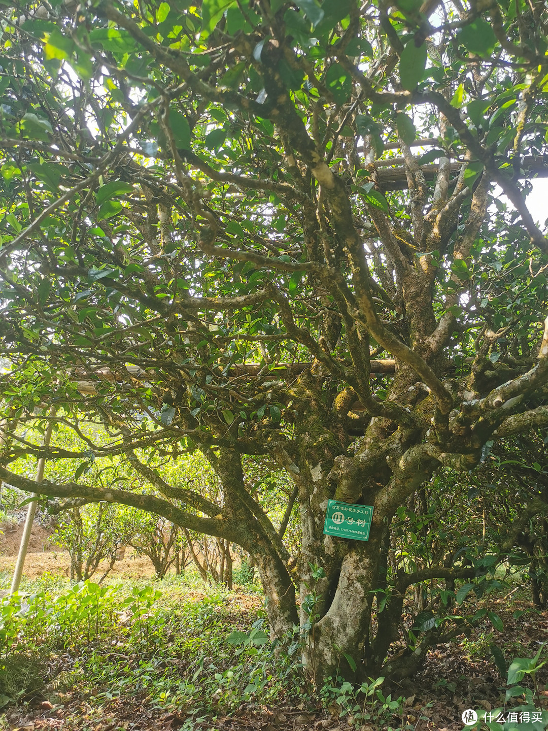 鸣凤山古茶园里的“挂牌”古树