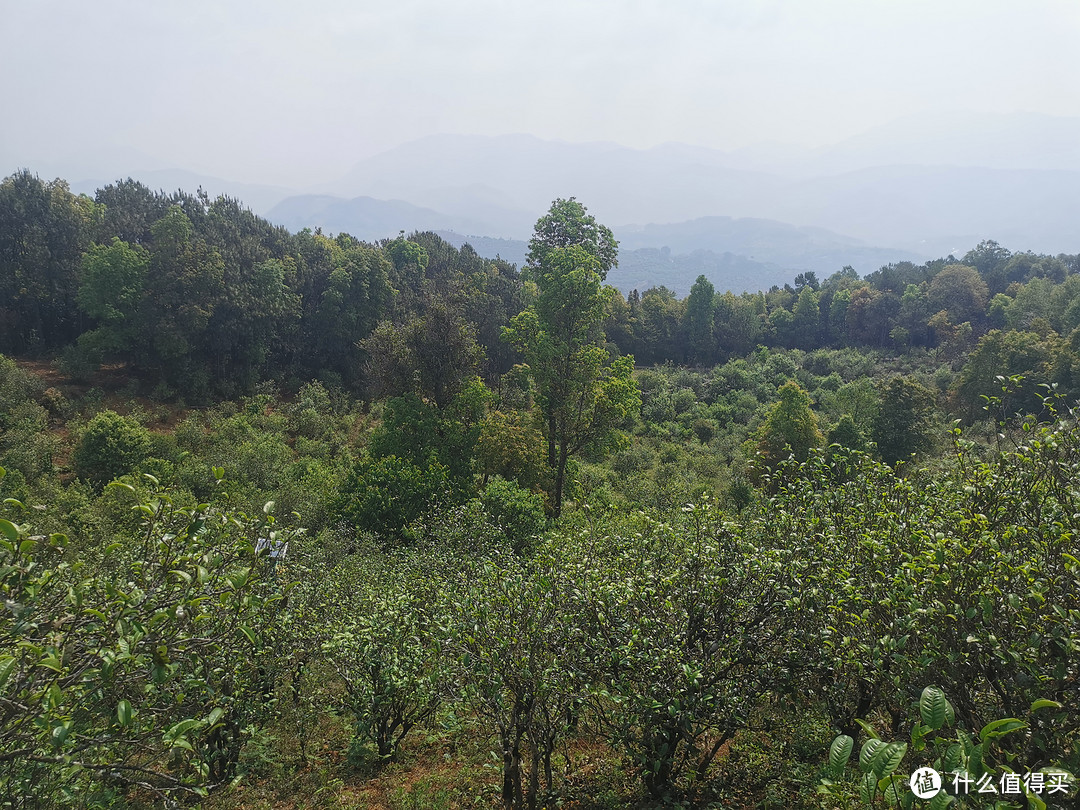 鸣凤山古茶园：茶树与森林共生，多种茶树品种混生