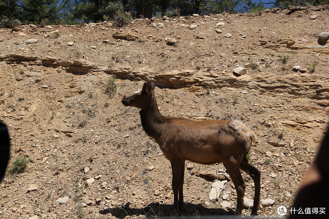 大峡谷附近的在车边觅食的小鹿