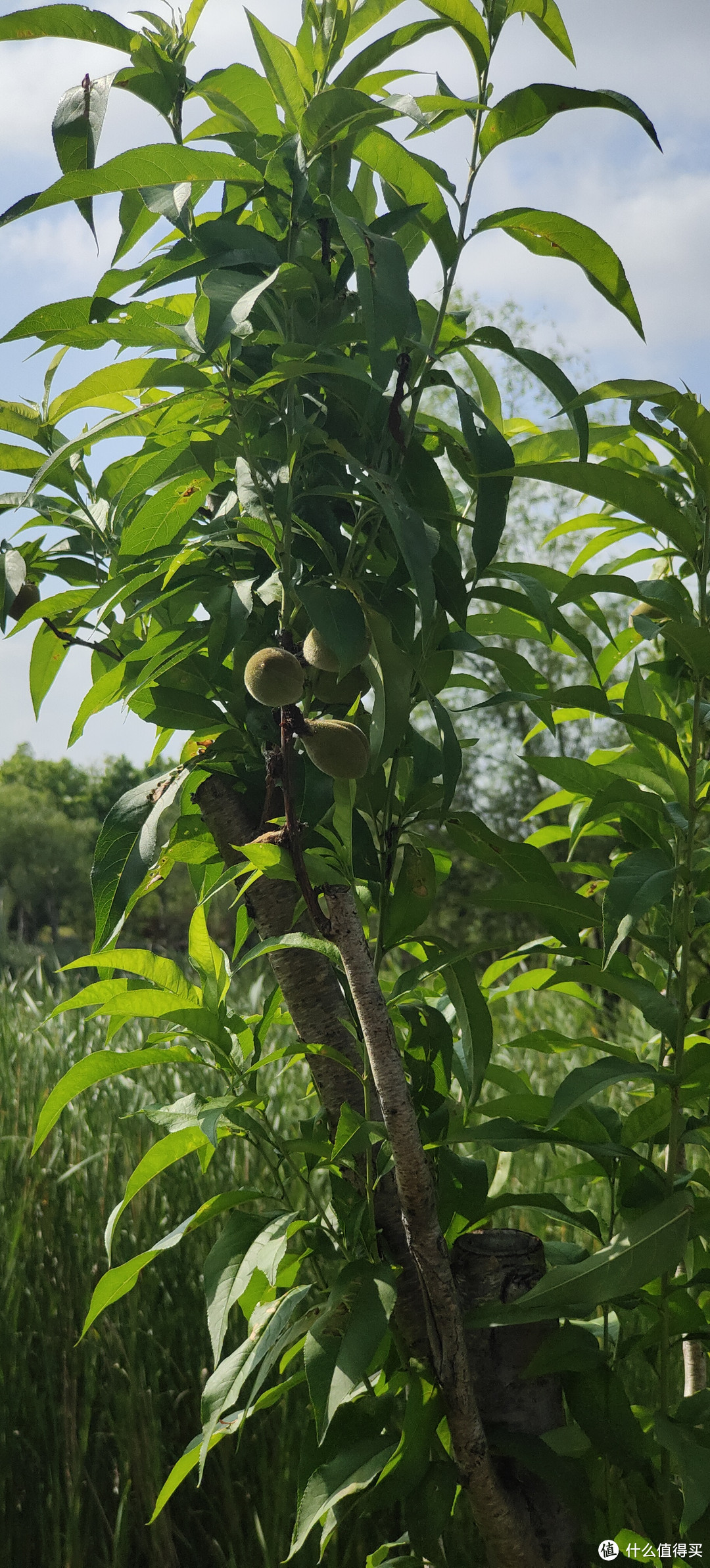 滴翠园/幼一公园，一个隐藏在闵行和徐汇之间的秘密园林/可以做核酸的地方/钓鱼风筝遛娃滑冰骑行好去处