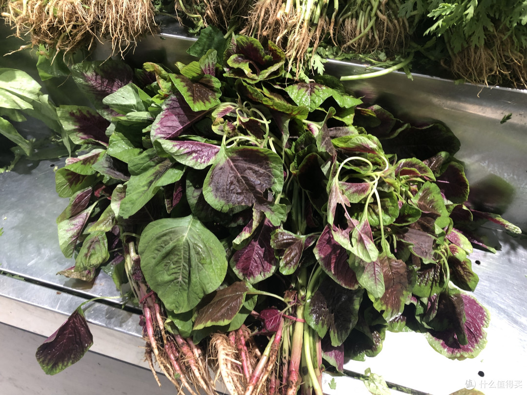 六月吃苋菜,红叶和绿叶哪个好?菜农告诉你答案,千万别买错了