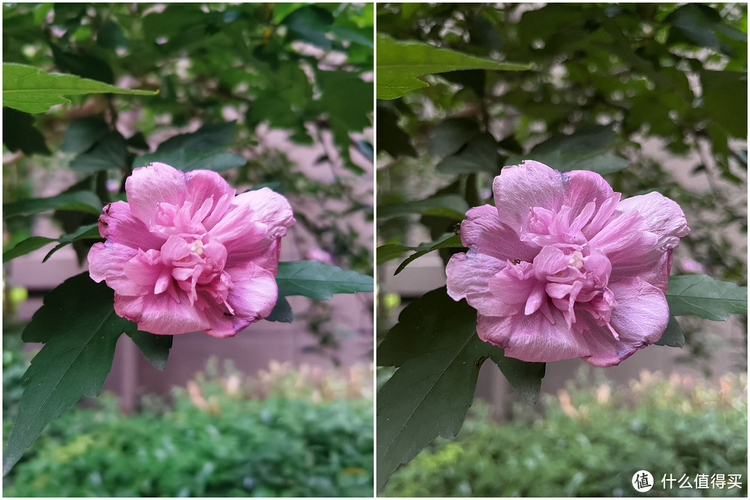 华为VS苹果 拍摄花朵