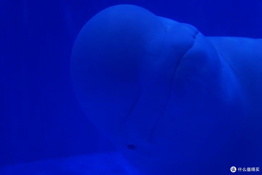 去上海海昌海洋馆,寻找那些可爱的动物宝宝们