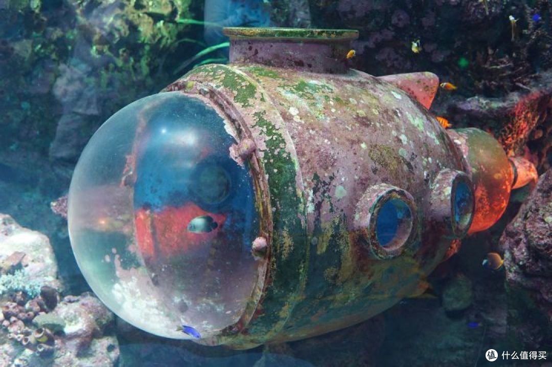 去上海海昌海洋馆,寻找那些可爱的动物宝宝们