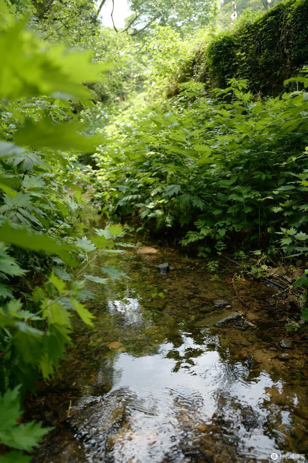 戏水纳凉、抓鱼捉虾,夏天玩水才是正经事啊!