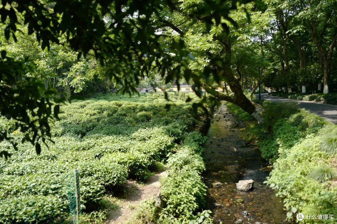 戏水纳凉、抓鱼捉虾,夏天玩水才是正经事啊!