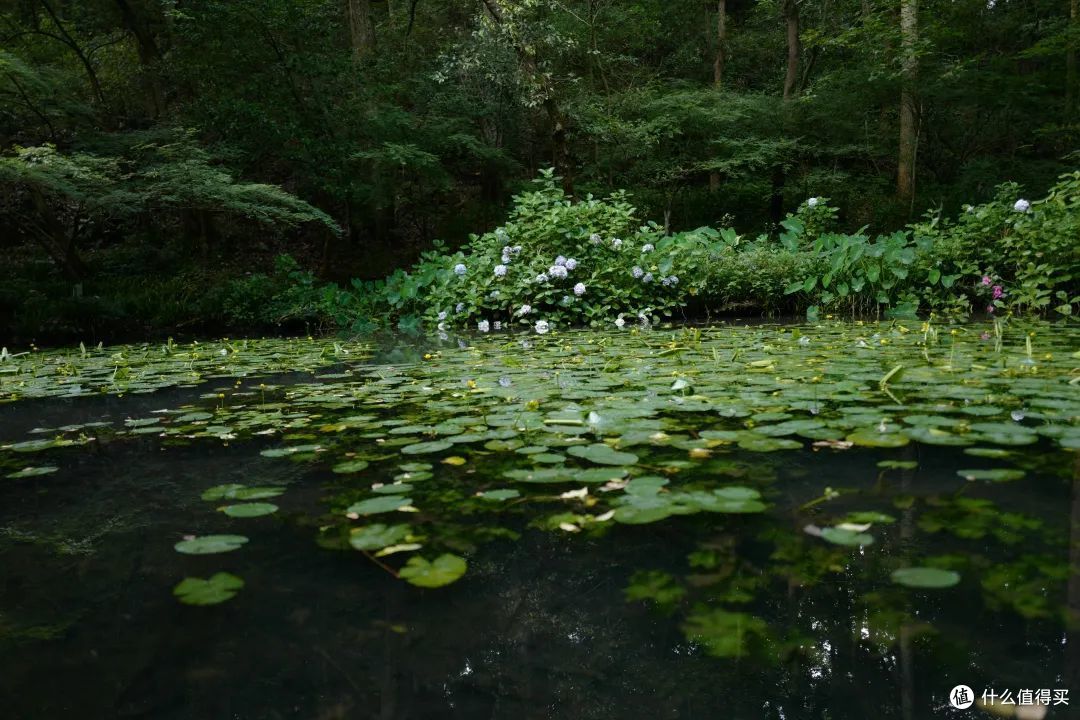 戏水纳凉、抓鱼捉虾,夏天玩水才是正经事啊!