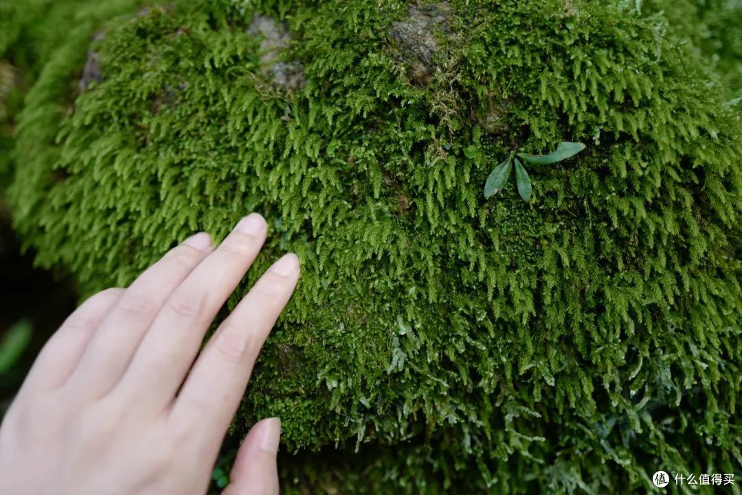 戏水纳凉、抓鱼捉虾,夏天玩水才是正经事啊!