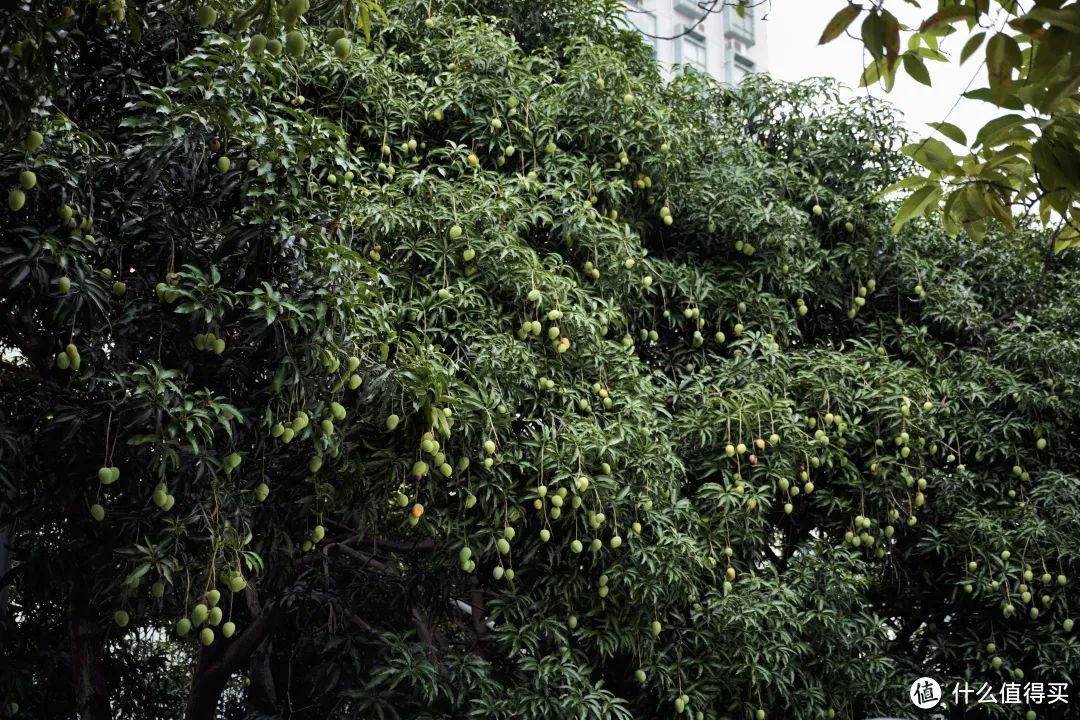 中山的行道树是芒果，路上芒果随便捡捡到处都是