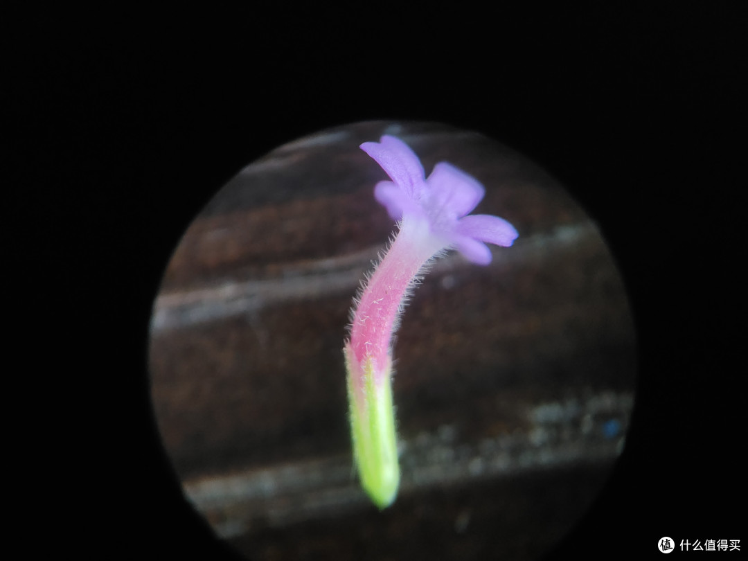 掌中宝OR虫虫镜,哪个更适合看虫