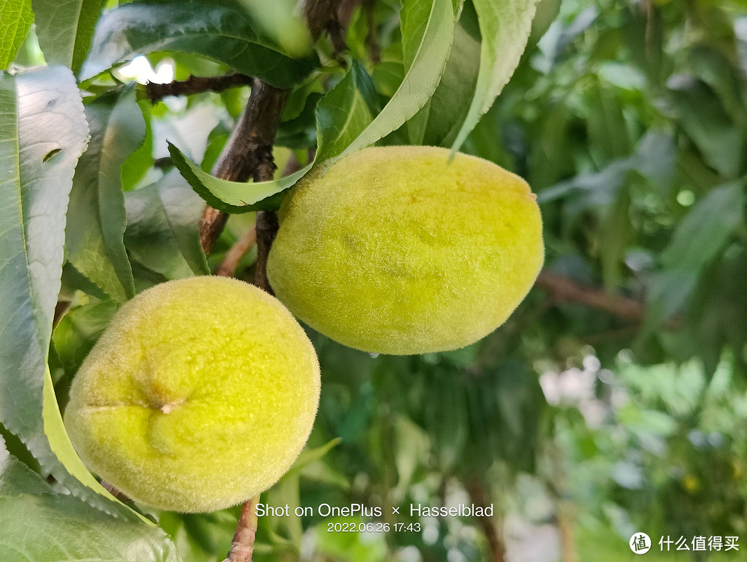 又到了填报志愿的季节，国内5大最美大学校园排名——最美风景照拍起来