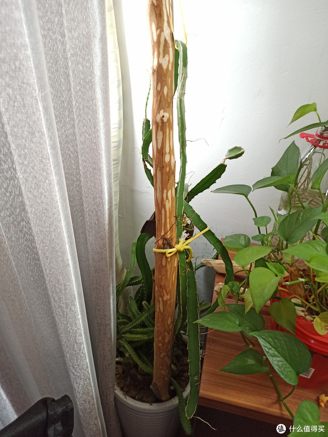 从种子种成的火龙果苗越长越长了，已经有1米6高了，下一步应该怎么处理，才能让它越长越壮？