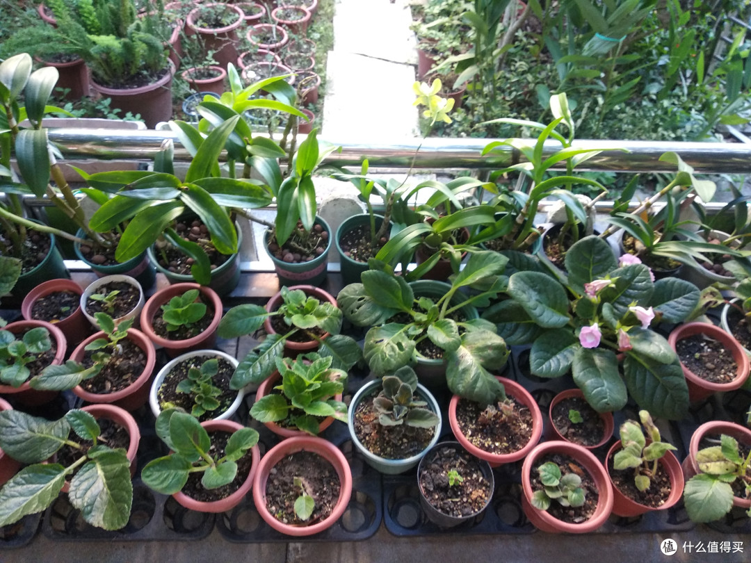原来的蝴蝶兰乐园,已经变成了苦苣苔的暂时栖息地