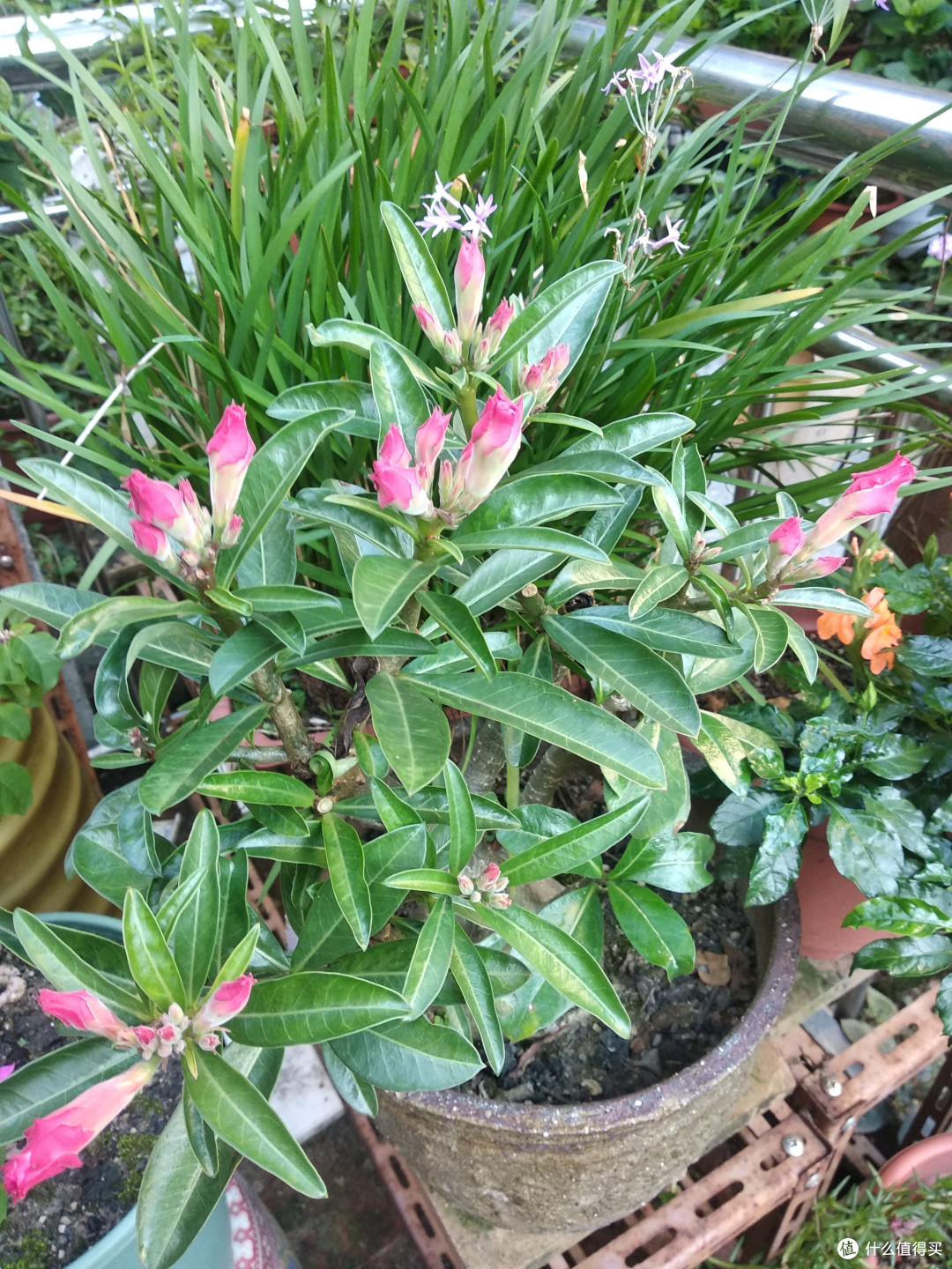 什么值得种?也晒一下我家的院子植物(夏季度夏篇)