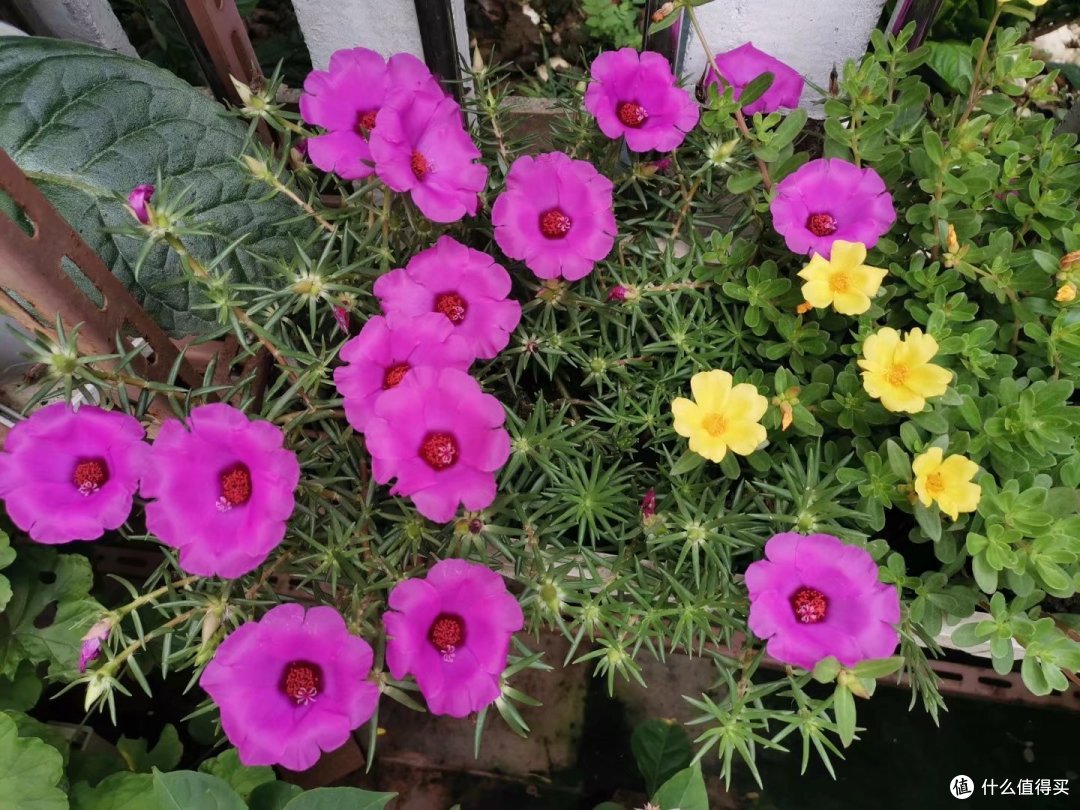 什么值得种?也晒一下我家的院子植物(夏季度夏篇)